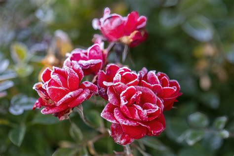 Winter Roses: Unveiling Nature's Rare Survivors