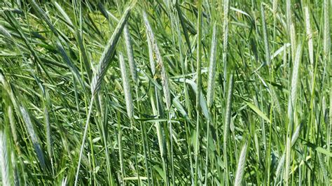 Winter Rye: Ultimate Fall Cover Crop Guide