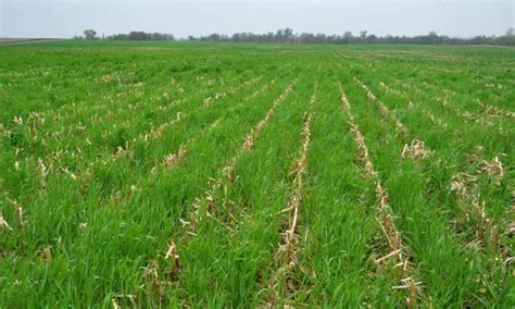 Winter Rye Cover Crop: Best Farming Hack