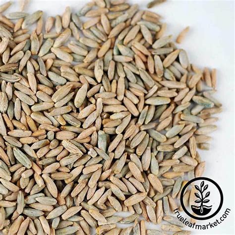 Winter Rye Seed: Boost Your Harvest Now!