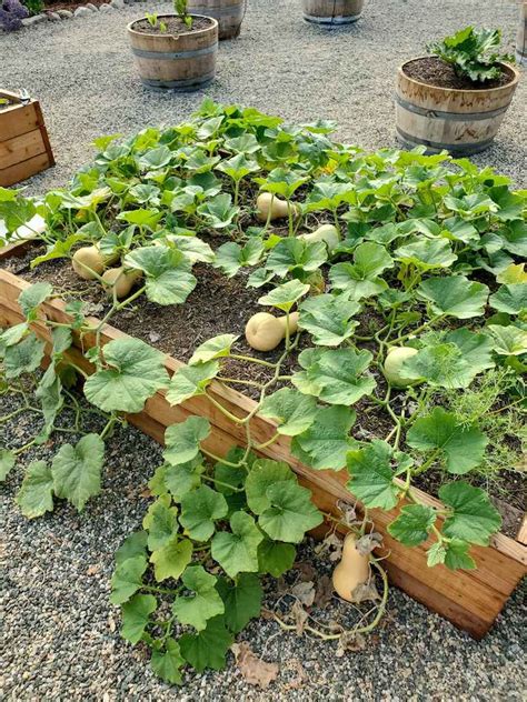 Harvesting Winter Squash and Ornamental Gourds The Martha Stewart Blog
