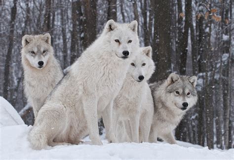 Rare Winter Wolves: Secrets Unveiled!