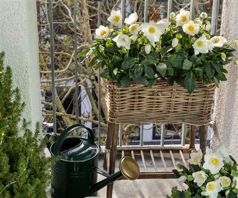 Winterbloeiers Balkon