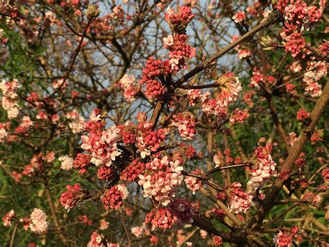 Winterbloeiers Bomen