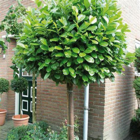 Wintergroene Boom Voortuin
