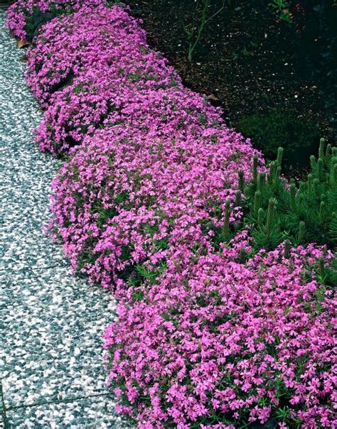 Wintergroene Borderplant