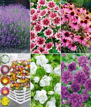 Winterharde Bloeiers