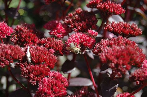 Winterharde Borderplanten