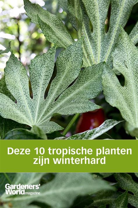 Winterharde Planten Voortuin