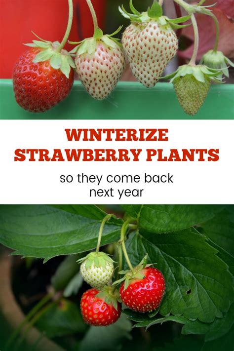 Winterizing Potted Strawberry Plants Gardening Channel