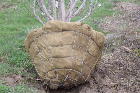 Wire Basket For Tree