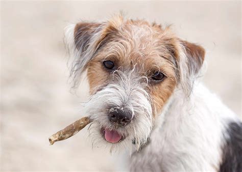wire haired jack russell terrier