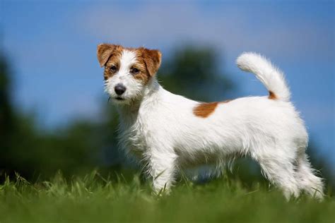 wire haired jack russell terrier photos