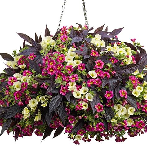 Wire Hanging Baskets Lowes