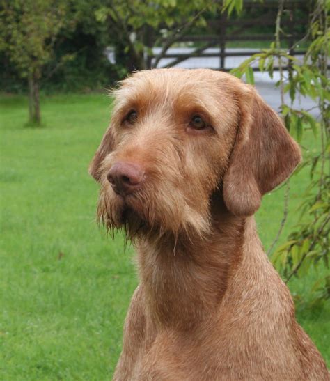 wirehaired vizsla dogs for sale
