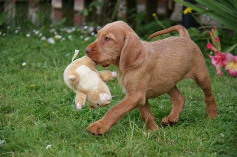 wirehaired vizsla for sale