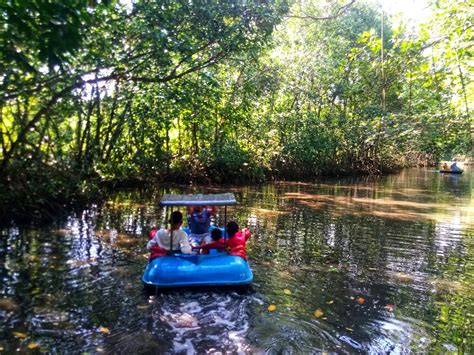 Wisata Alam Mangrove Sedari: Penjelajahan Keindahan Alam di Tepian Laut