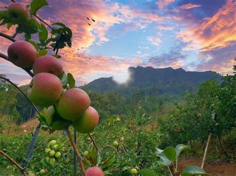 Wisata Kebun Apel Malang: Nikmati Liburan Menyenangkan di Tengah Kebun Apel Indah