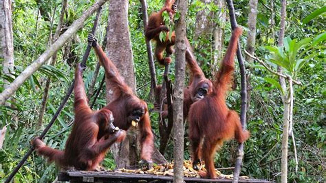 Temukan Rahasia Tersembunyi Wisata Orang Utan Kalimantan yang Menakjubkan