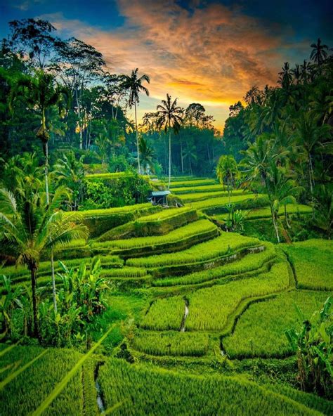 Wisata Sawah Di Bali – Menikmati Keindahan Alam Dan Budaya Bali