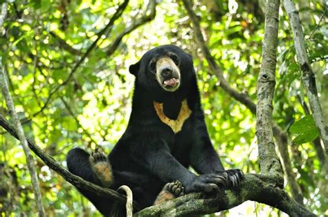 Wisata Beruang Madu Balikpapan: Petualangan Seru di Kota Pantai