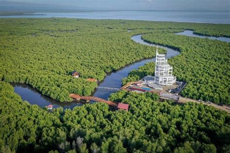 Wisata Hutan Mangrove Kota Langsa: Petualangan Alam yang Menyegarkan