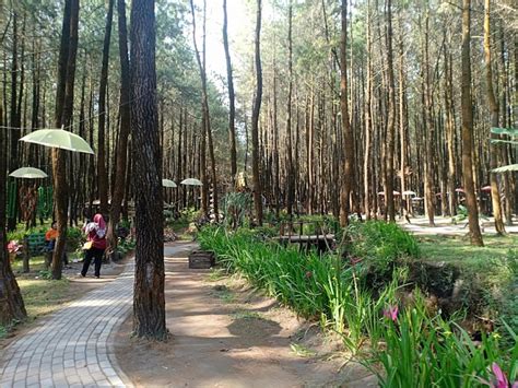 Wisata Hutan Pinus Malang: Eksplorasi Keindahan Alam yang Menakjubkan