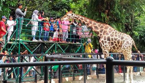 Wisata Kebun Binatang Surabaya: Temukan Keindahan Alam dan Hewan yang Menakjubkan