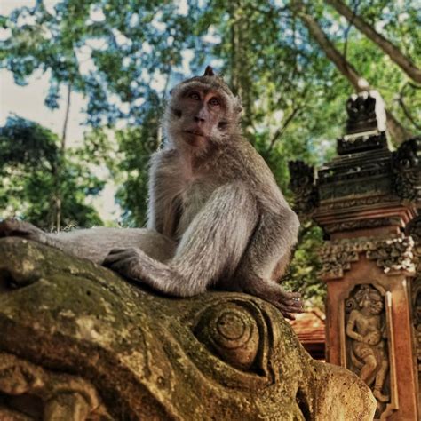 Wisata Monyet Di Bali