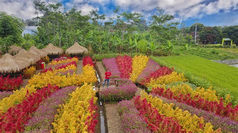 Wisata Pandeglang Taman Bunga: Keindahan yang Menawan