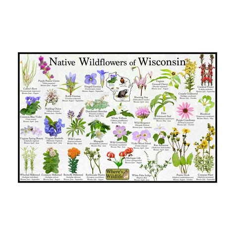wisconsin native plants identification guide