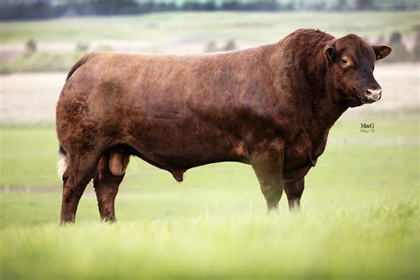 wisconsin red angus breeders