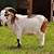wise goat in animal farm