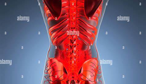 Modell des menschlichen Körpers mit männlicher Anatomie und Blutgefäßen