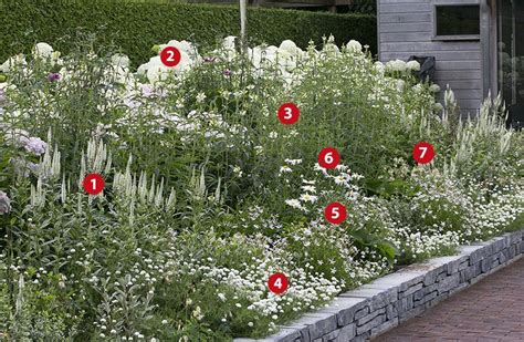 Witte Borderplanten