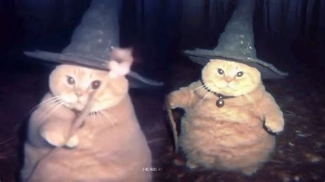 Wizard Of Cat