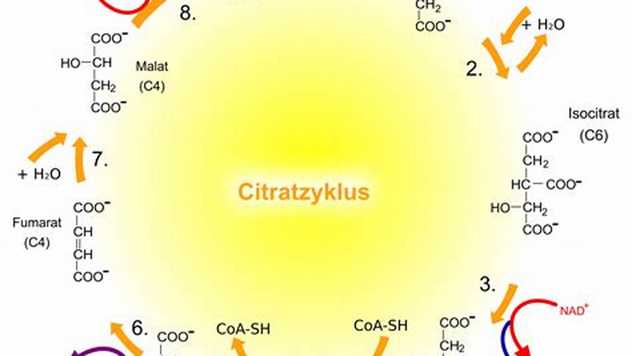 Citratzyklus: Wo Energie der Zelle entsteht