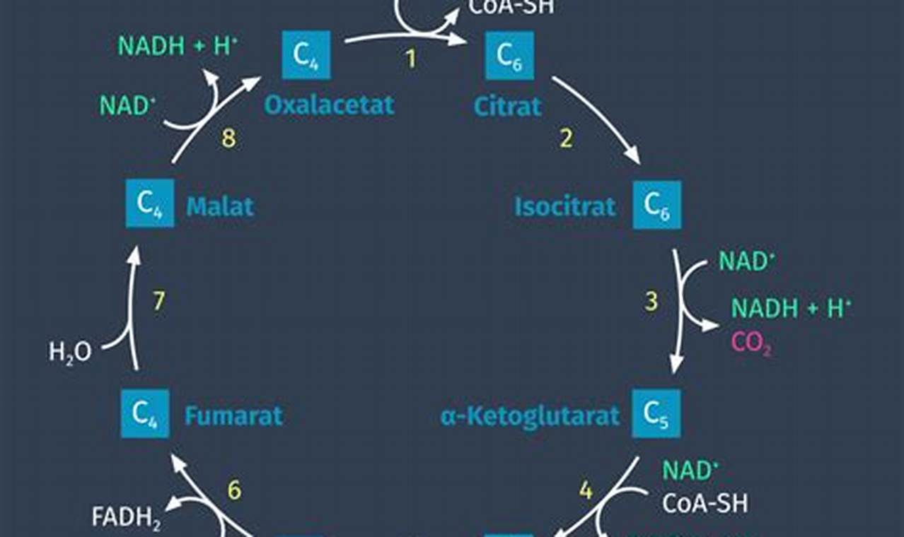 Citratzyklus: Wo Energie der Zelle entsteht
