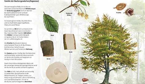 Wissenswertes & Kurioses: 10 Fakten zur Buche – Baumpflegeportal