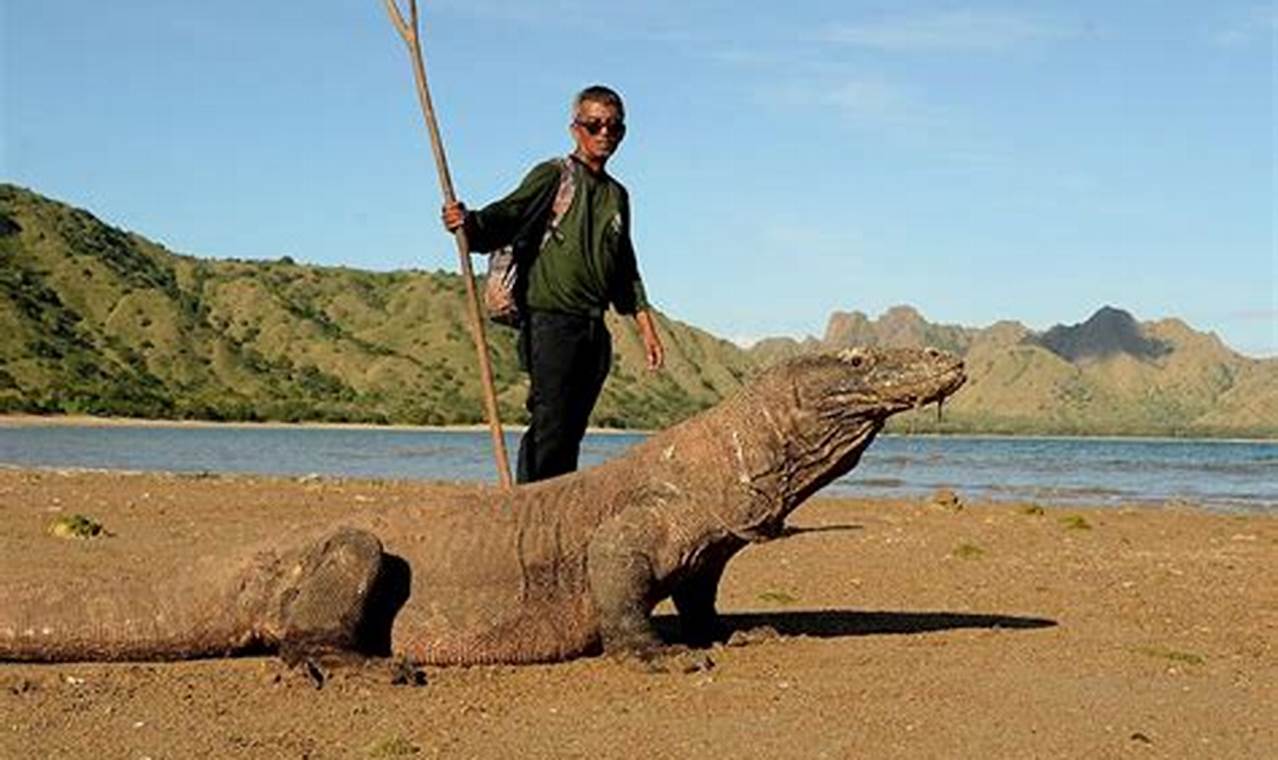 Komodowaranes geheimes Zuhause: Erkunde die faszinierende Welt der Riesenechsen