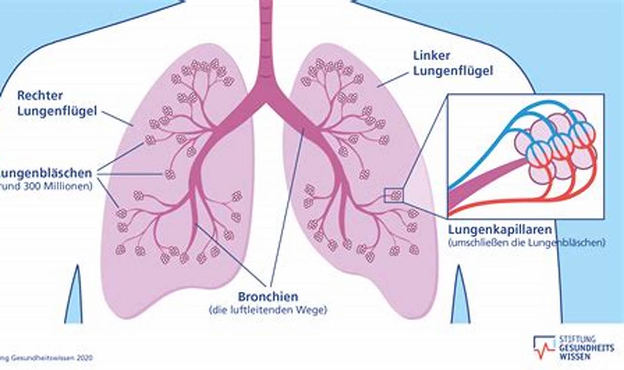 Wo sind die Lungen? Entdecken Sie die Geheimnisse der Atmung