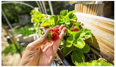 Wo werden in Deutschland Erdbeeren angebaut?