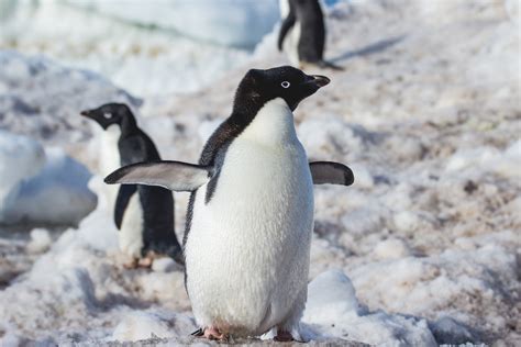 wo kommen pinguine vor
