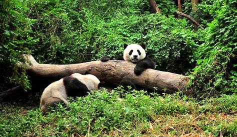 Große Pandas im WWF-Artenlexikon: Zahlen & Fakten