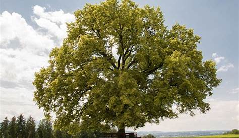 Die Eiche Foto & Bild | bäume, baum, grün Bilder auf fotocommunity