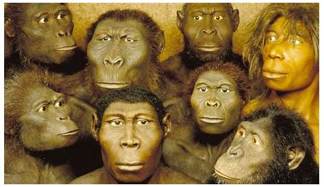 Stammen wir Menschen vom Affen ab?