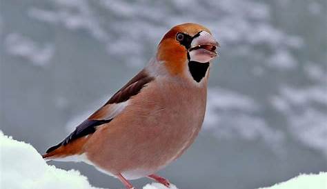 Körnlipicker-Buffet: Auf dieses Futter fliegen Vögel im Winter | blue News