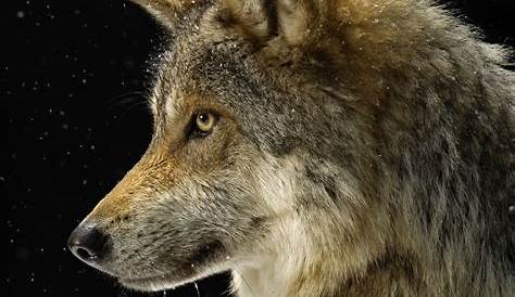 Wolf Head Profile View Stock Photos Download 692 Royalty Free