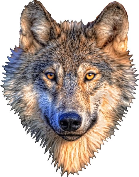 wolf art png transparent