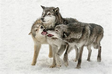 wolf behavior in a pack